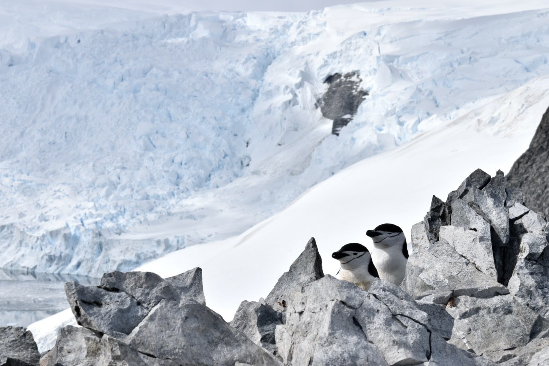 Chinstrap penguins being curious