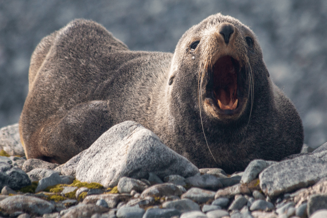 Shouting Fur Seal