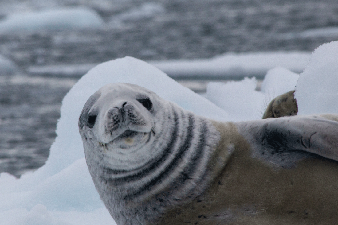 Posing Crabeater Seal