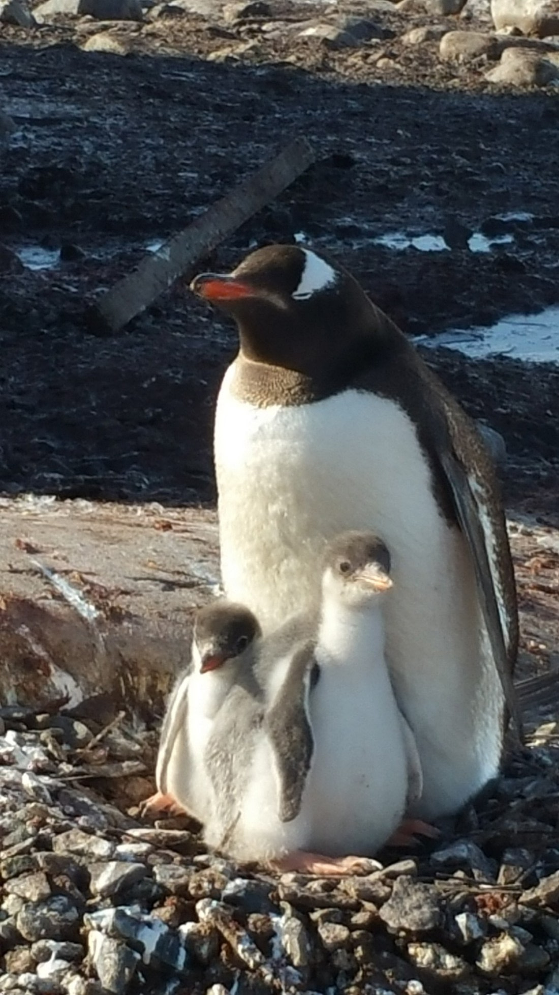 Mother gentoo penguin and her two chicks