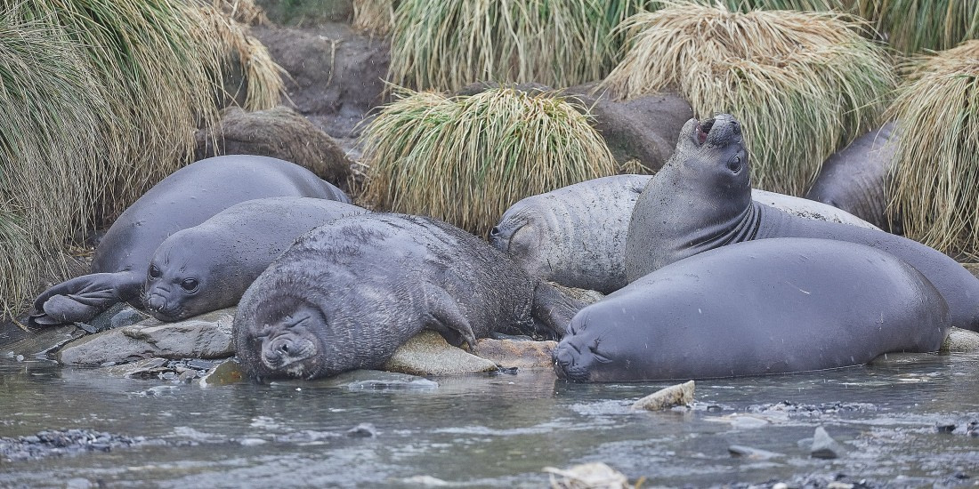Elephant seals (2).jpg