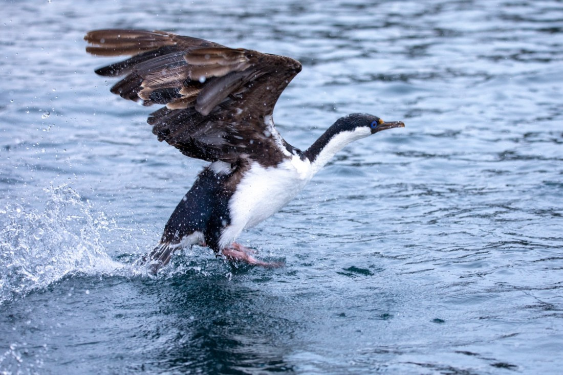 Cormorant landing