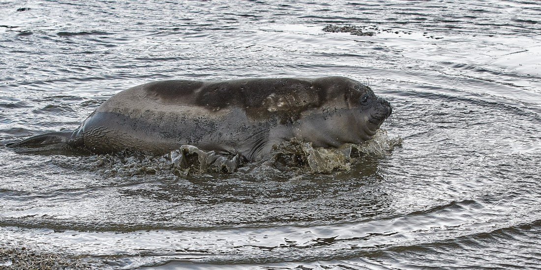 Elephant seal.jpg