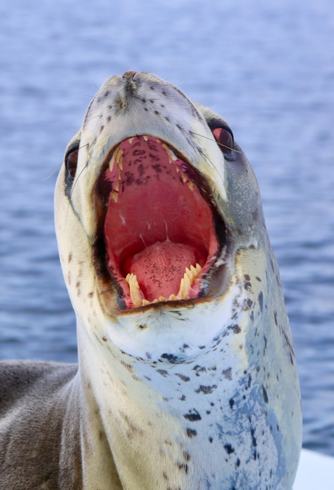 Leopard Seal at the iceberg graveyard