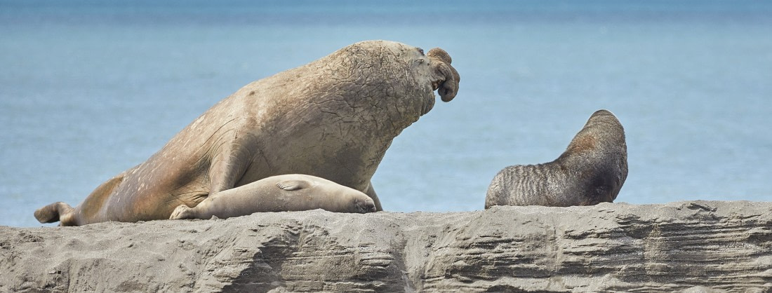 Elephant seal & Fur seal.jpg