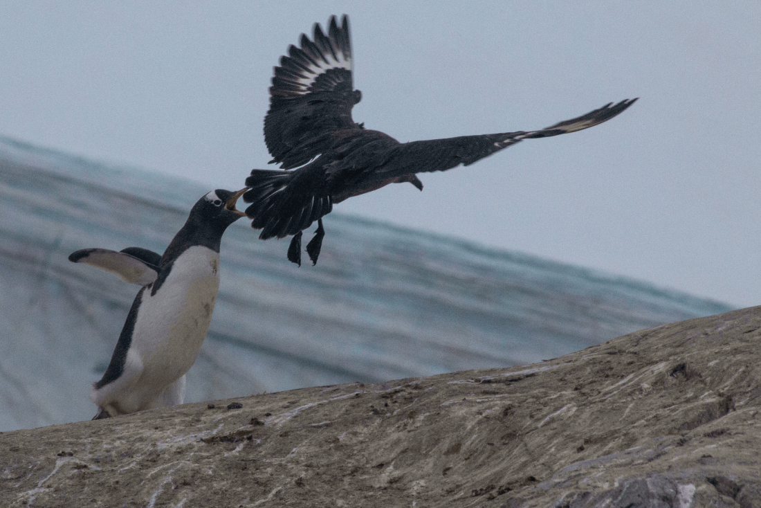 Gentoo-Skua quarrel