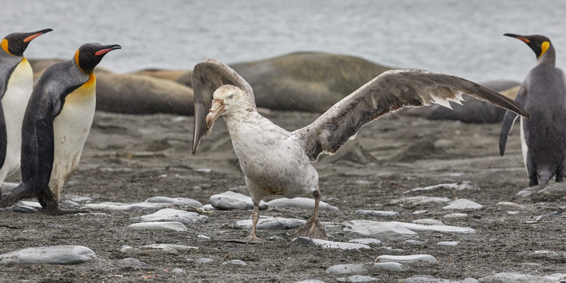 Giant petrel & king penguins (2).jpg