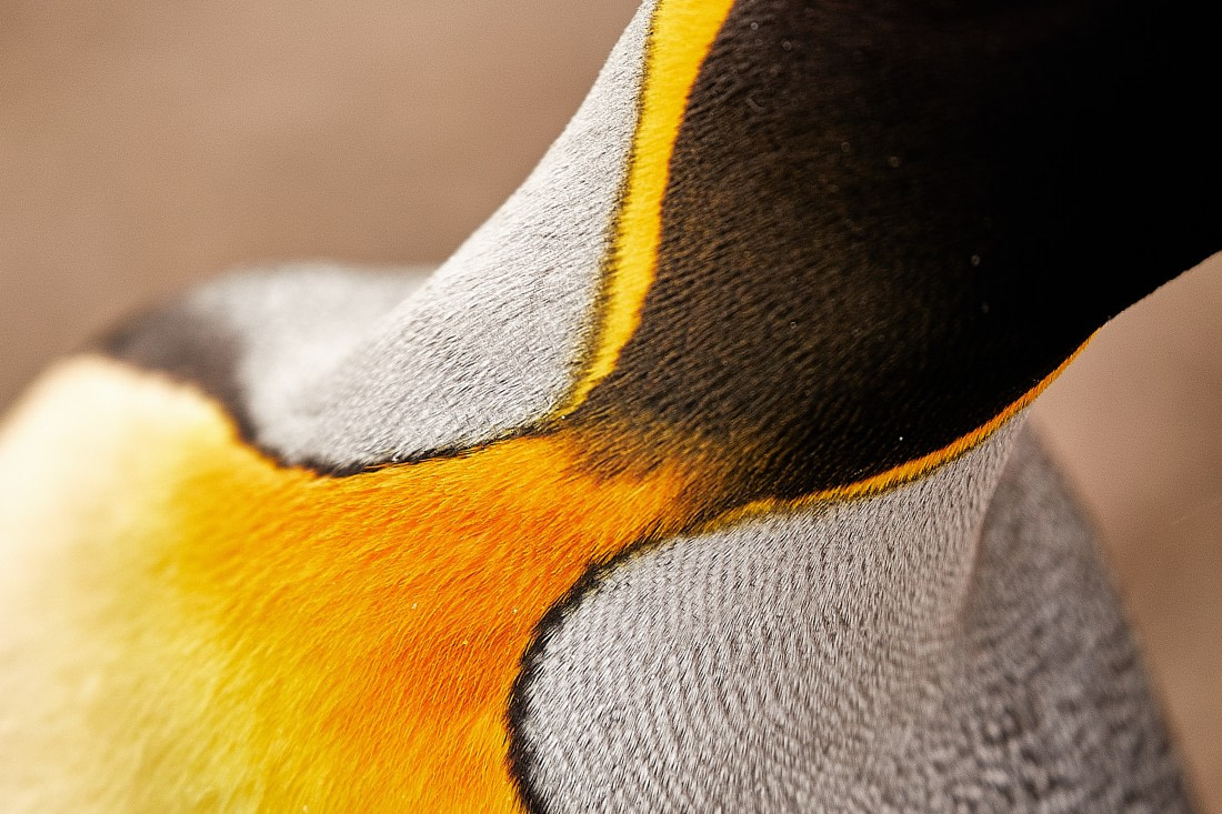 King penguin colour close-up.jpg