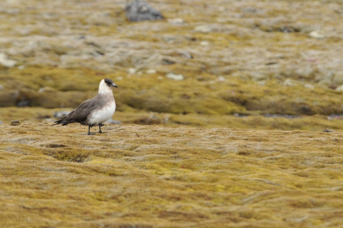 Arctic Skua on Jan Mayen © Jens Meyer - Oceanwide Expeditions.JPG