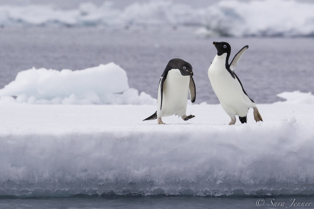Adelie penguin 7 6x4 © Sara Jenner - Oceanwide Expeditions.jpg