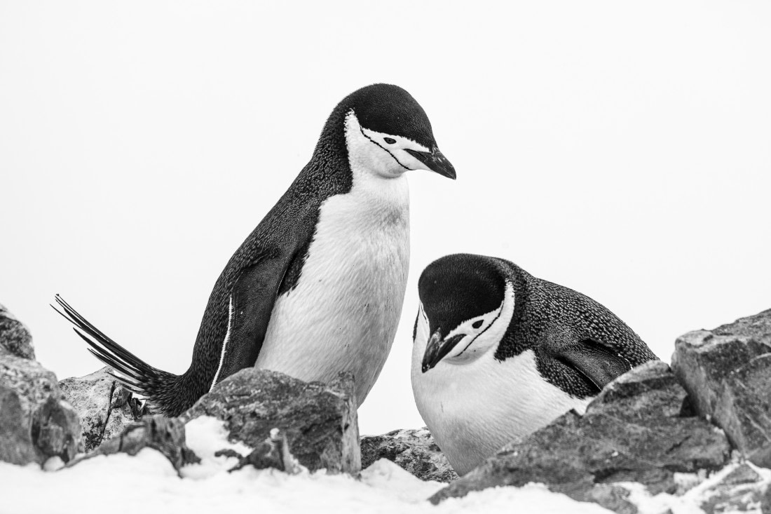 Chinstrap 1 6x4 © Sara Jenner - Oceanwide Expeditions.jpg