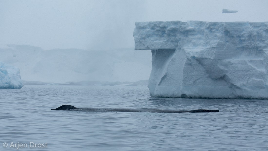 Humpback whale near Kinnes Cove © Arjen Drost, Natureview - Oceanwide Expeditions (1).jpg