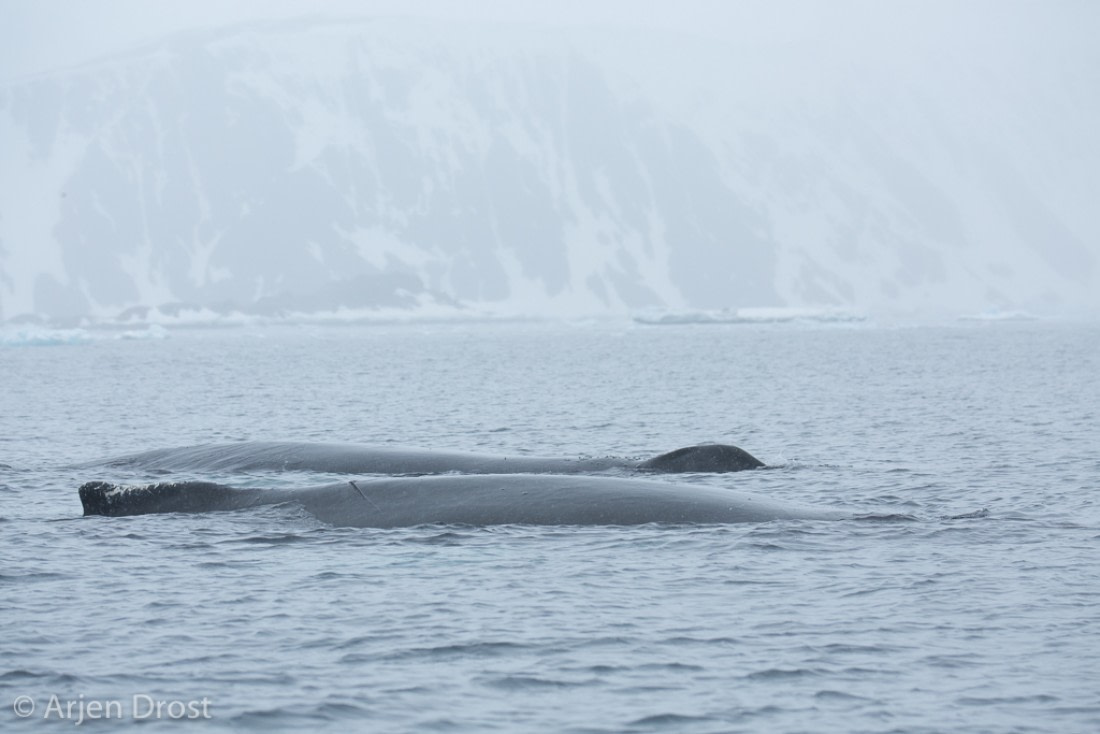 Humpback whales near Kinnes Cove © Arjen Drost, Natureview - Oceanwide Expeditions.jpg