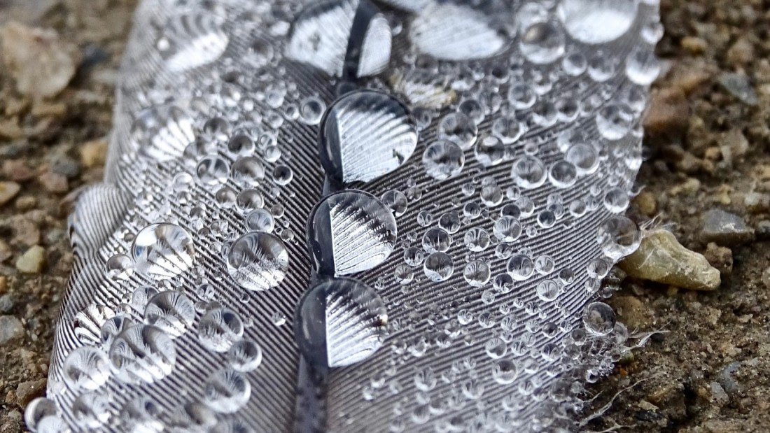 Macro-photography, Goose feather, Svalbard © Meike Sjoer - Oceanwide Expeditions.jpeg