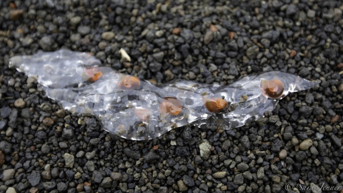 Marine biology, snails © Sara Jenner - Oceanwide Expeditions.jpeg