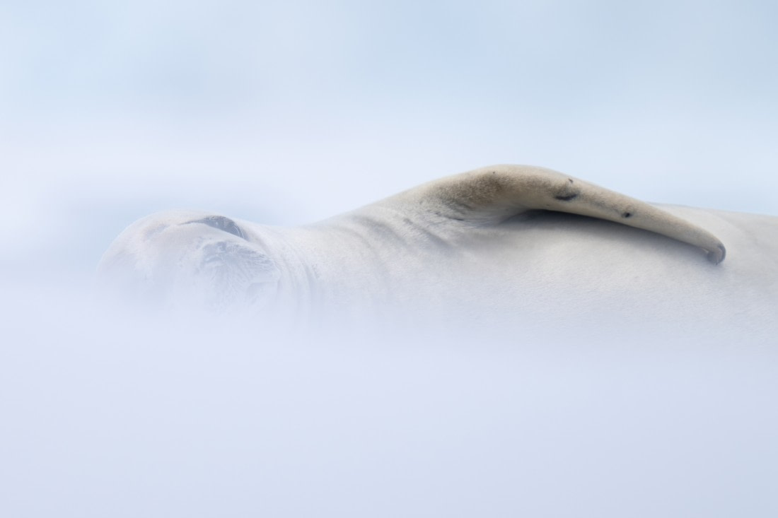 Snow Seal