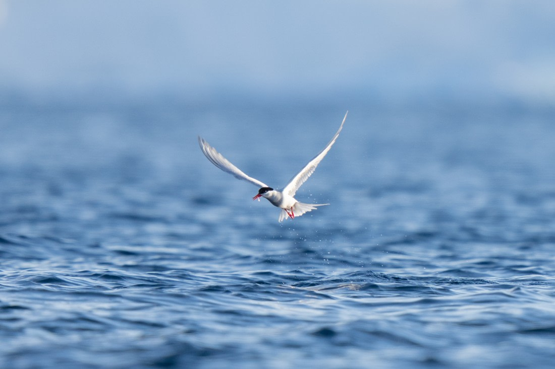 Your Tern to Fish