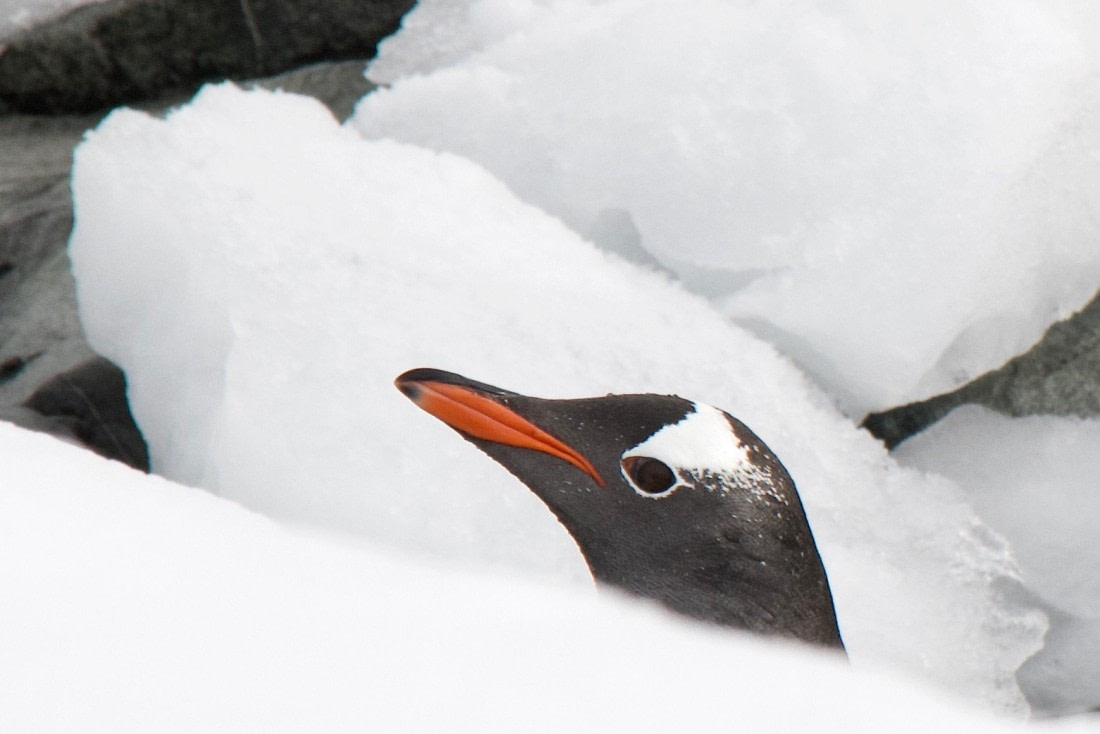 Gentoo