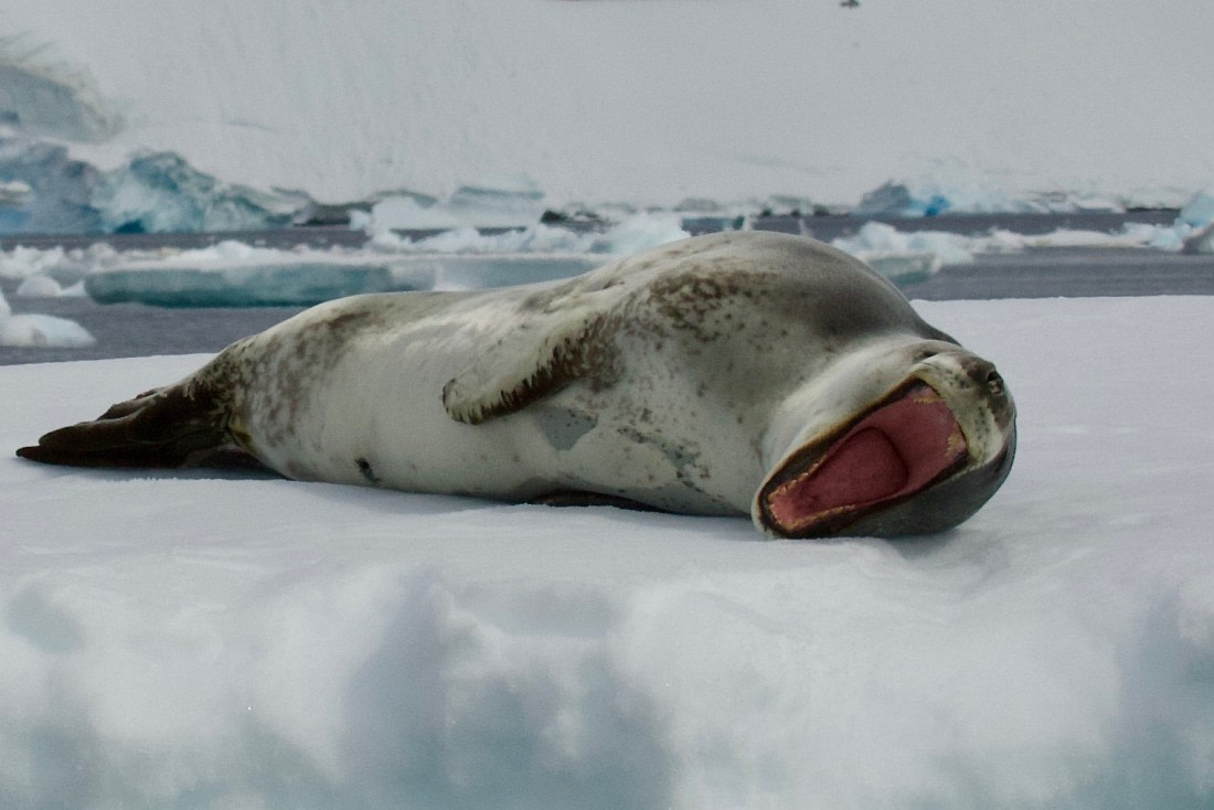 Leopard Seal