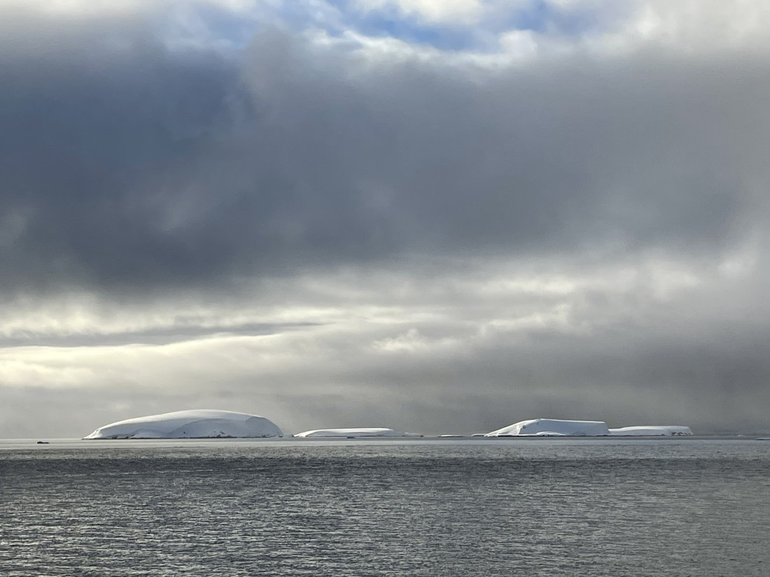 Shinny presence in grays