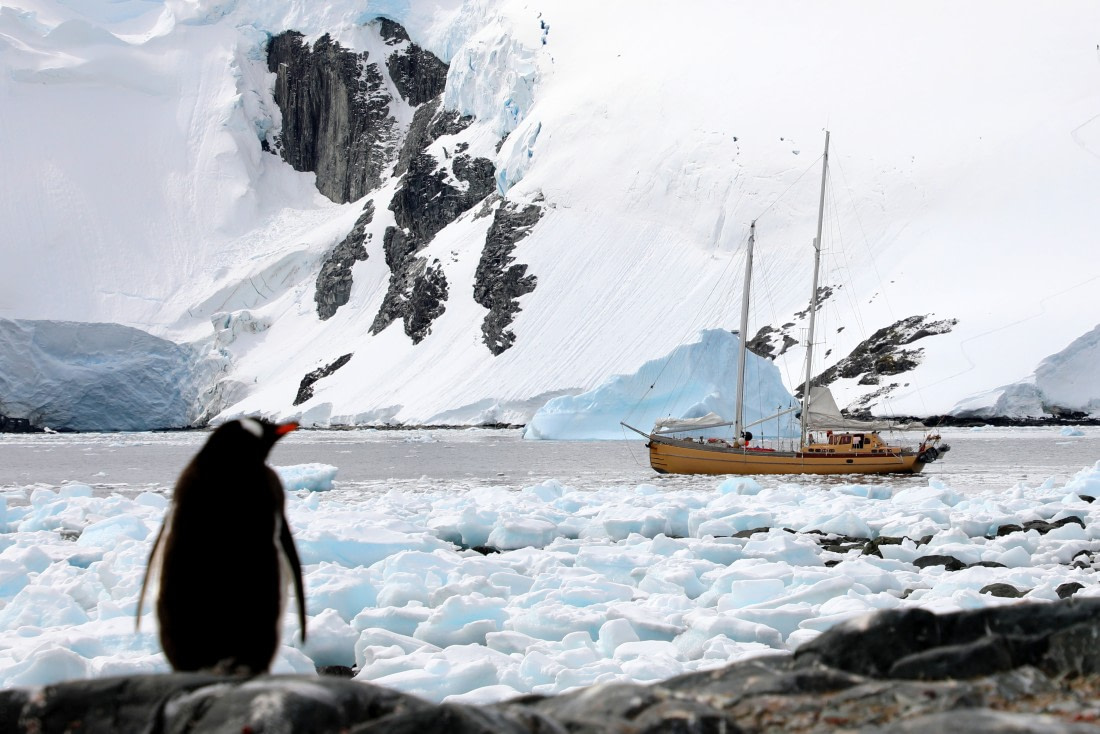 A Penguin's Perspective on a Sailboat at Antarctica