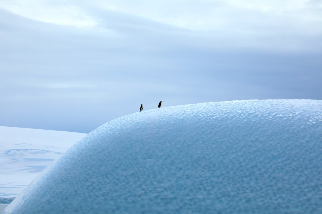 Pinguins on the ice moon