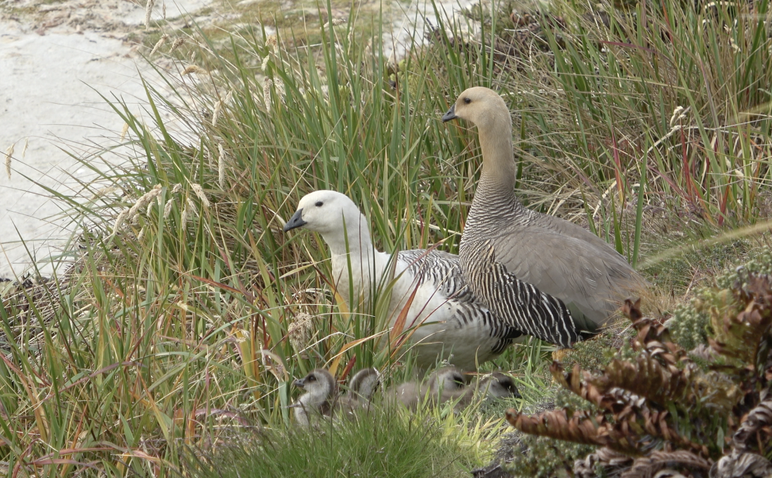Falkland Upland Goose