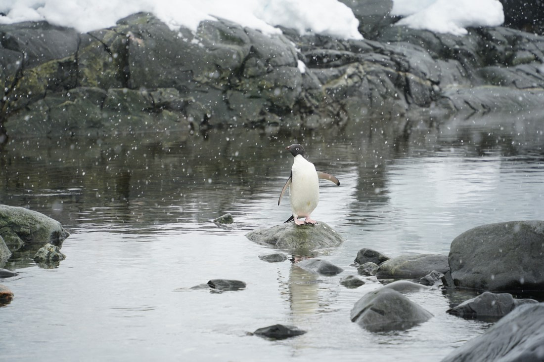 Adelie penguin posing for the camera