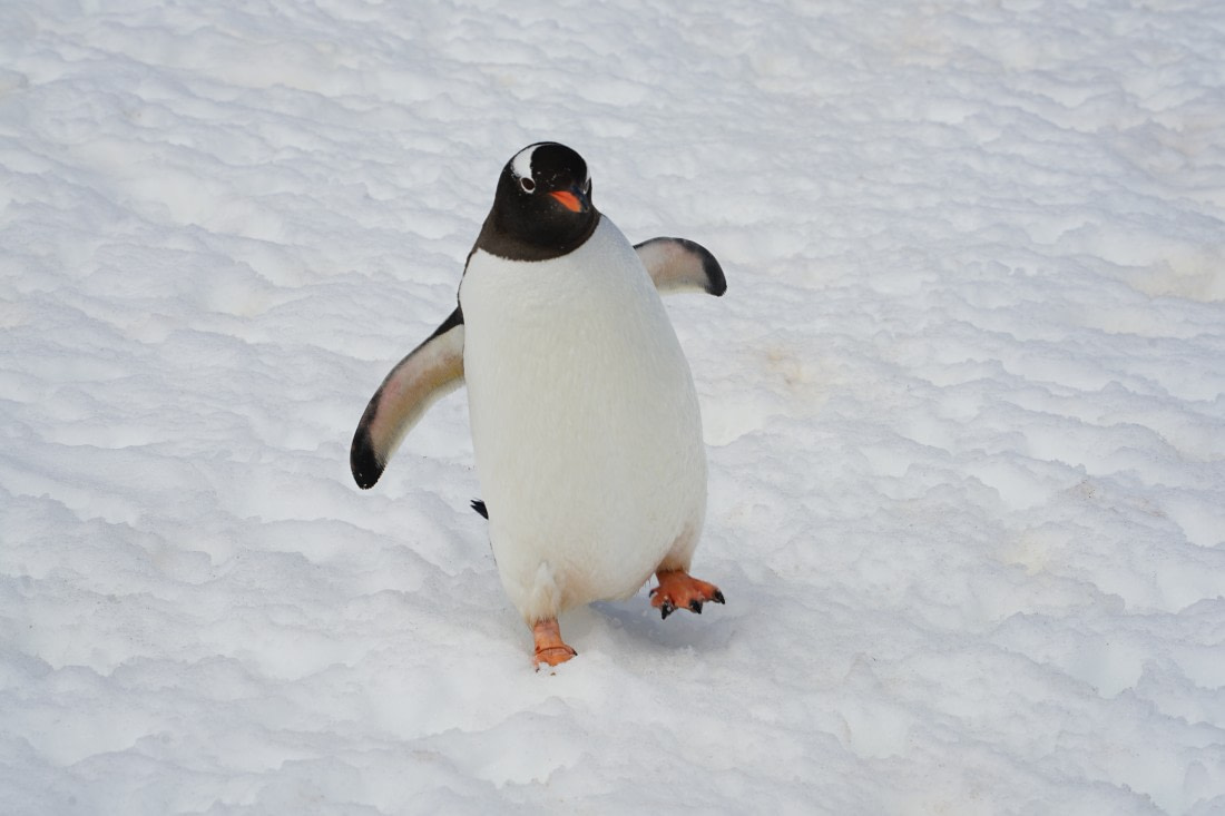 A plumpy penguin