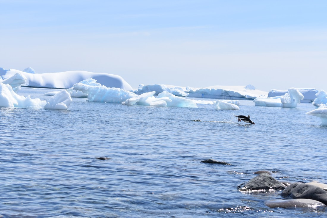 Penguin at Cuverville Island