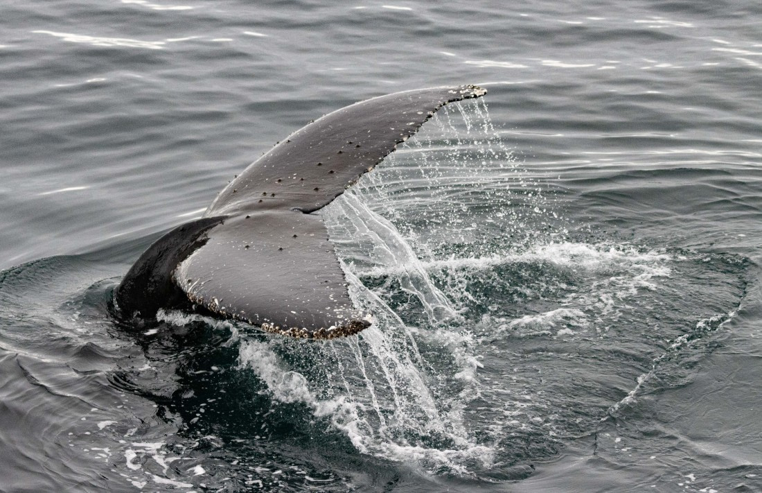 Barnacles going for a ride