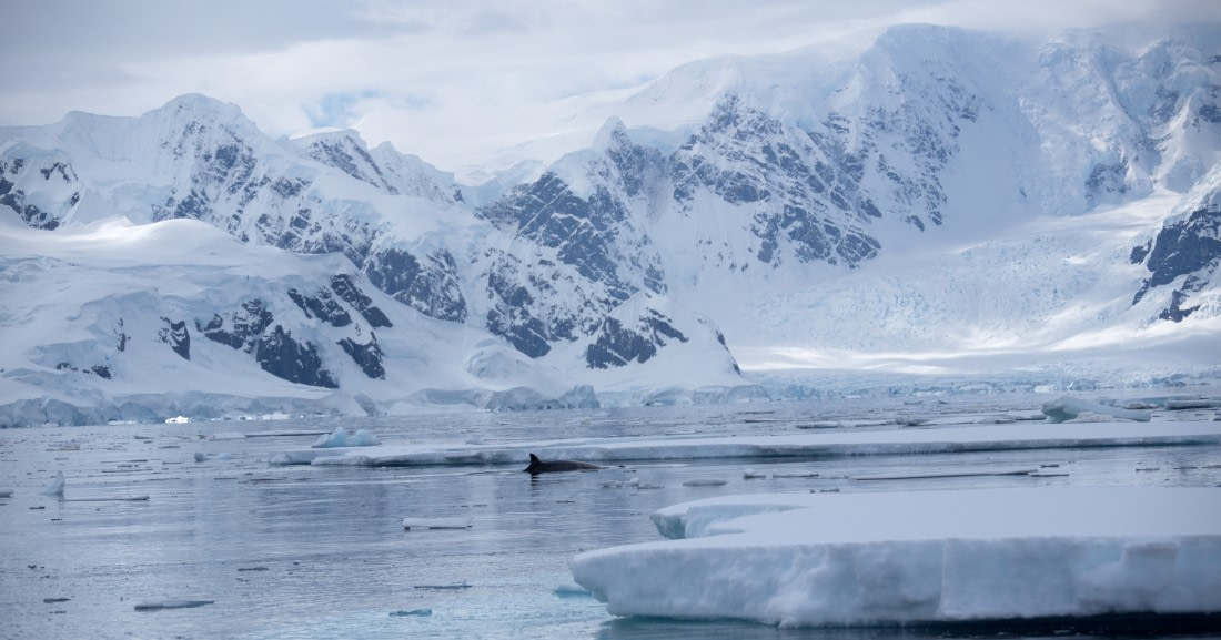 Can you spot the whale?