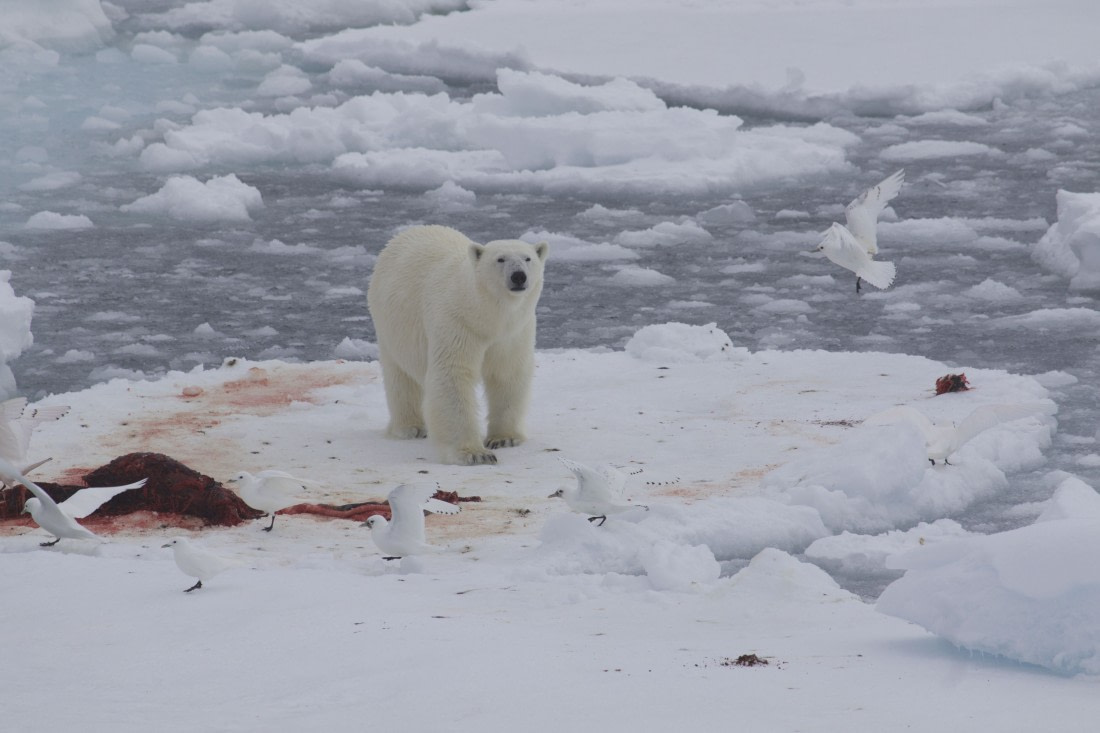 Amazing Polar Bear Encounter