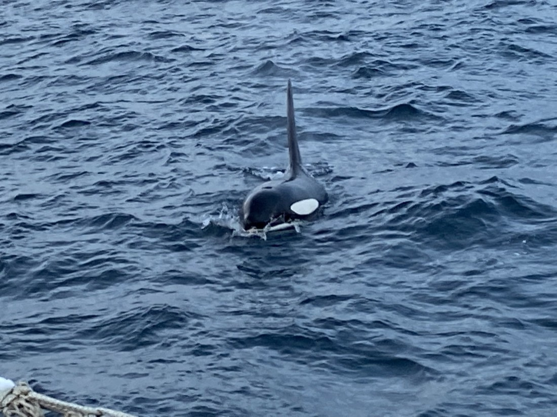 Orca near the Rembrandt