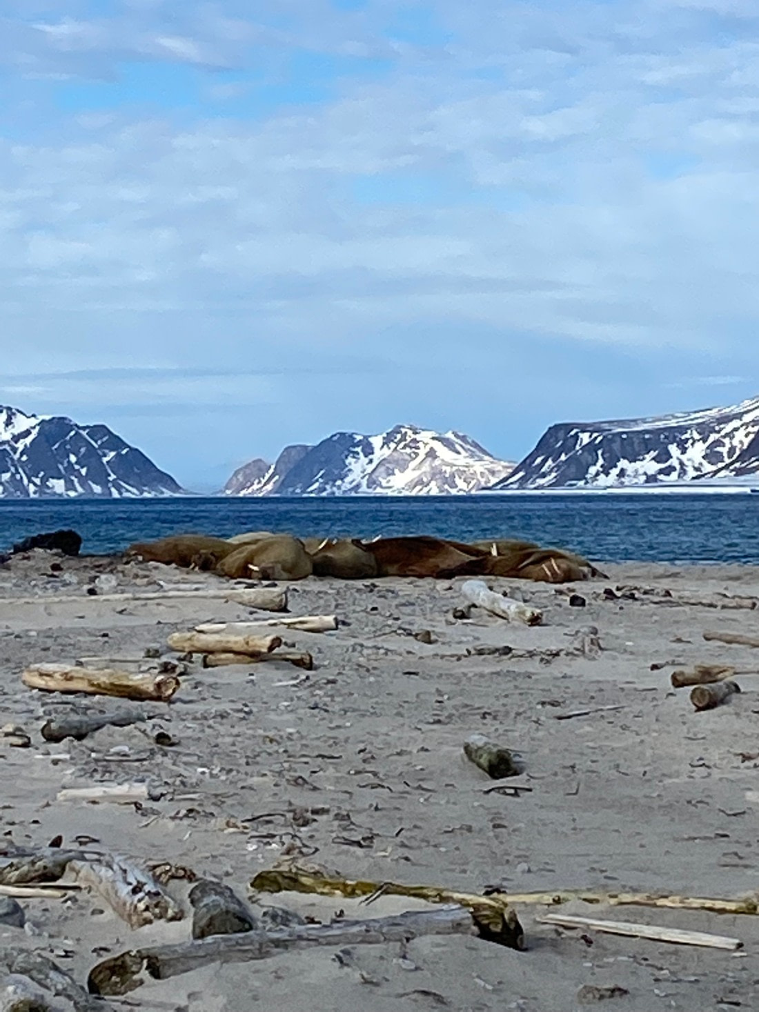 Lazy walruses on the Svalbard shore