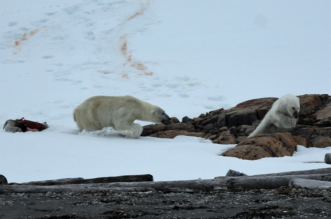 This meal is mine now!