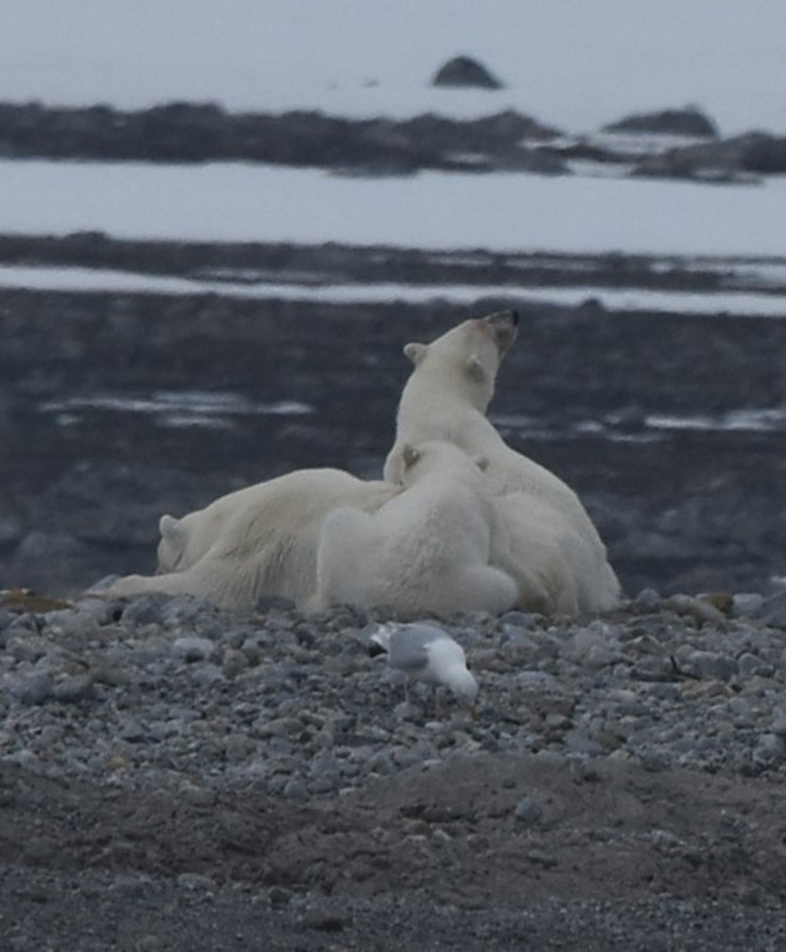 This meal is mine now 2