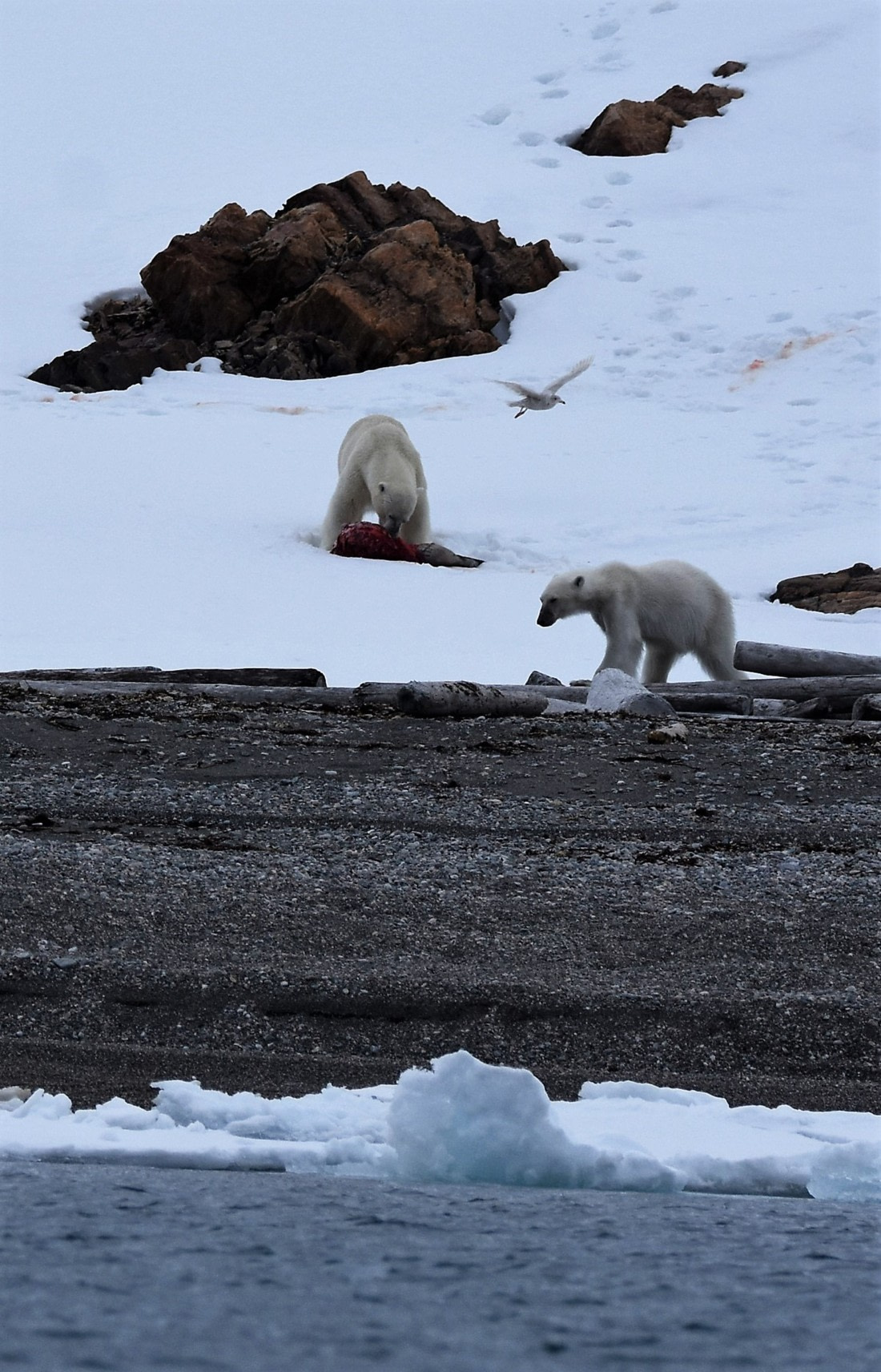 The strongest eats, others wait...