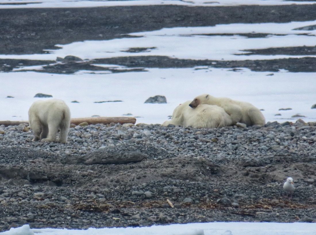 Mother with her cubs resting