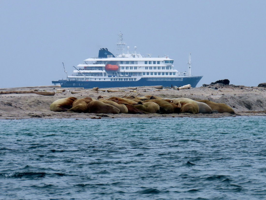 Hondius and walruses