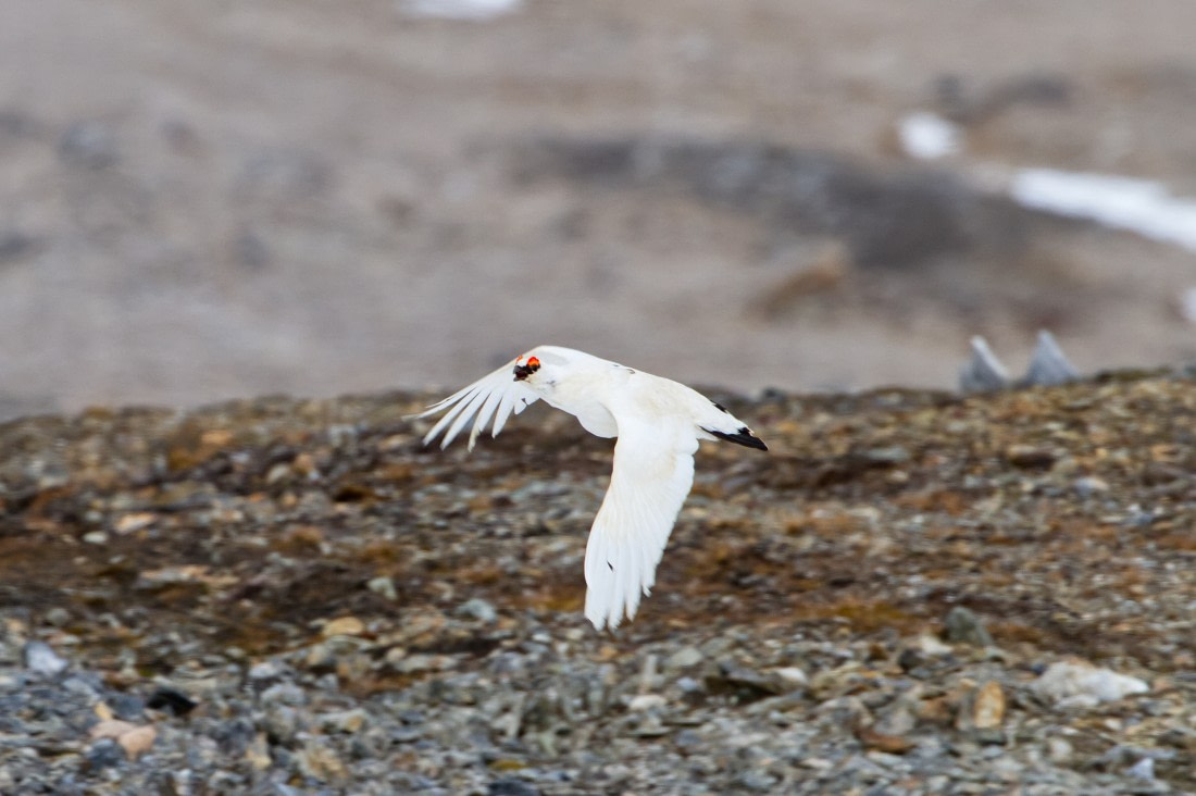 flying snow grouse