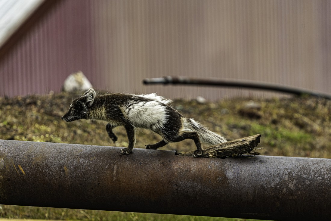 Fox on the move at Barentsburg