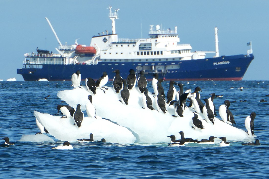Guillemots cruise