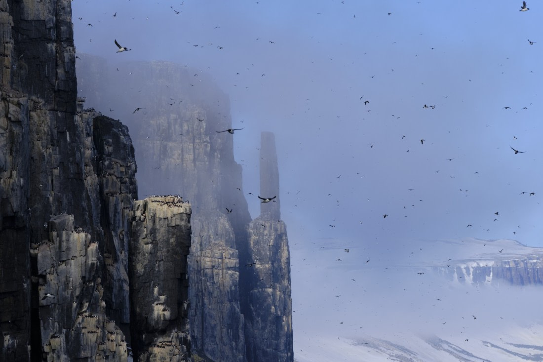 Guillemot Air Traffic at Alkefjellet, Svalbard