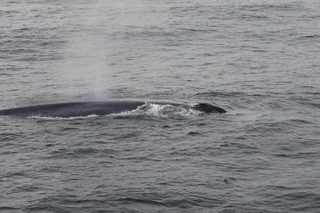 Blue Whale close by the ship
