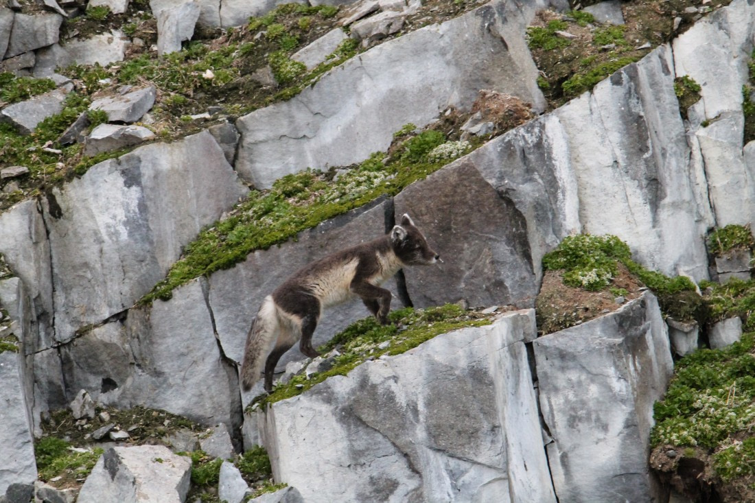Arctic fox looking for eggs