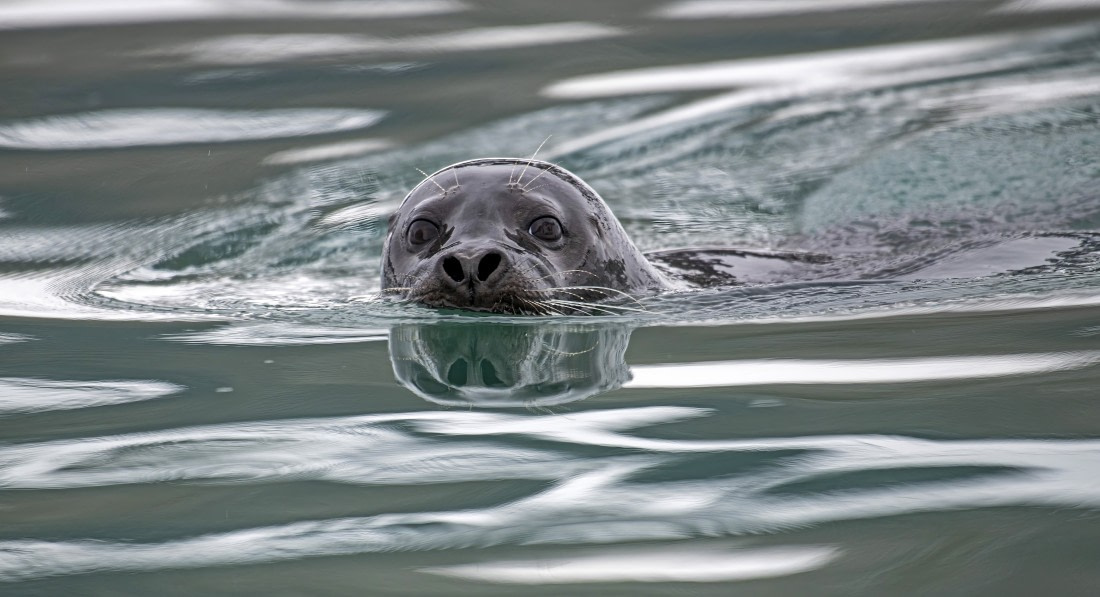 Bearded seal, a close encounter