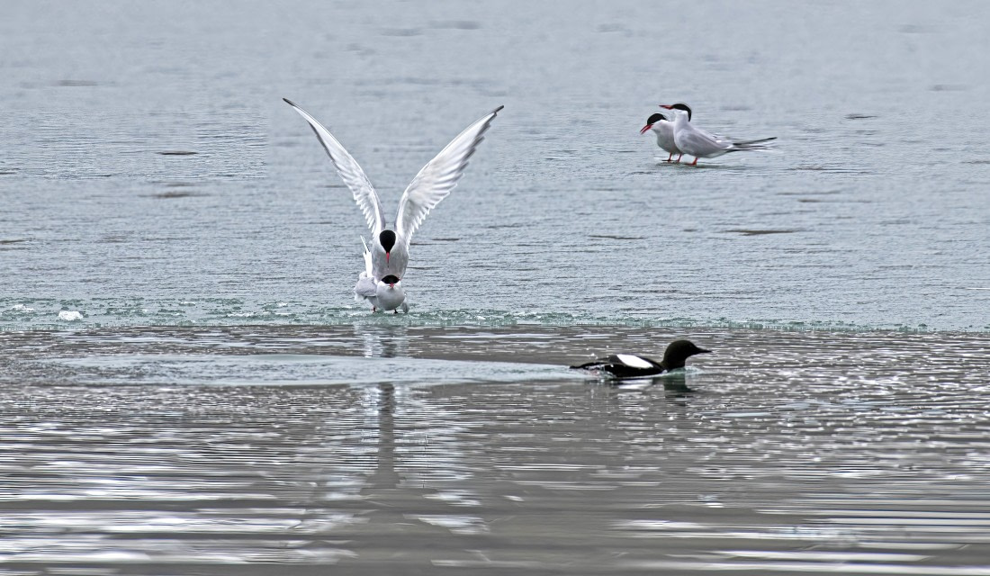 Love from the Arctic, Terns and a Guillemot