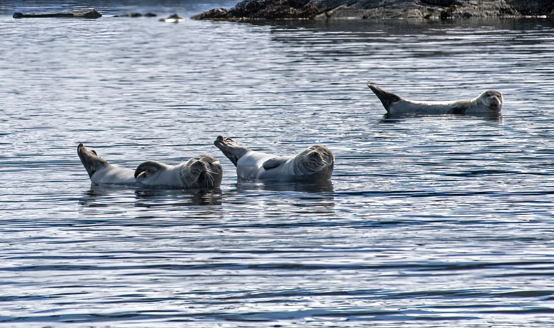 Happy seals