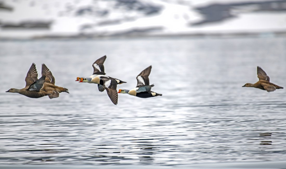 King Eider ducks flying by,  Svalbardd
